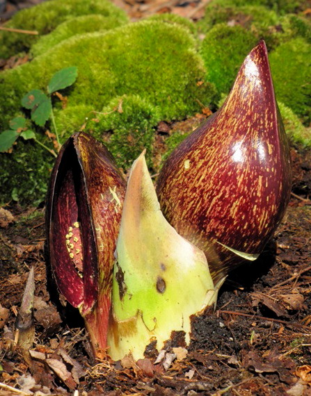 eastern Skunk Cabbage Symplocarpus foetidus