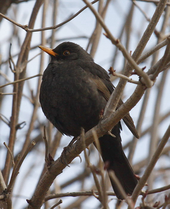 drozd čierny Turdus merula