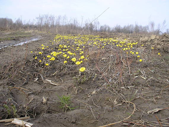 podbeľ liečivý