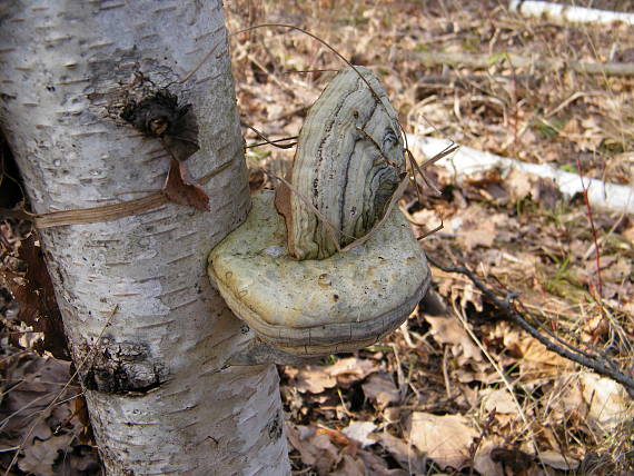 práchnovec kopytovitý Fomes fomentarius (L.) J.J. Kickx