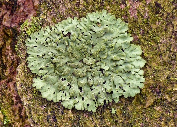 fyscia okrúhla Phaeophyscia orbicularis (Necker) Moberg