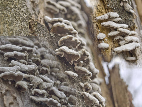 klanolupeňovka obyčajná Schizophyllum commune Fr.