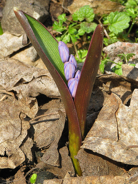 scila dvojlistá Scilla bifolia agg. L.