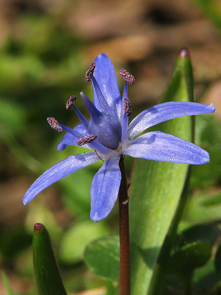 scila severná Scilla drunensis (Speta) Speta