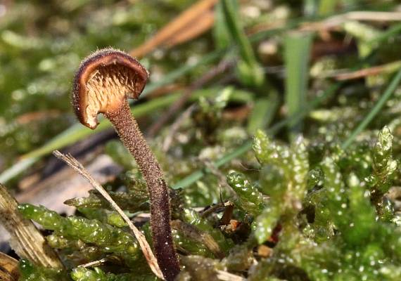 lopatovka obyčajná Auriscalpium vulgare Gray