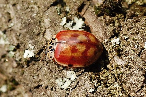 lienka Harmonia quadripunctata Pontoppidan, 1763