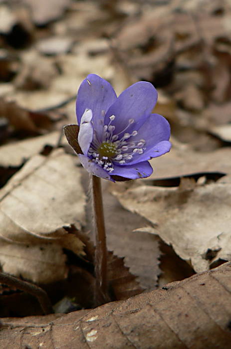 pečeňovník trojlaločný - jaterník podléška Hepatica nobilis Schreb.