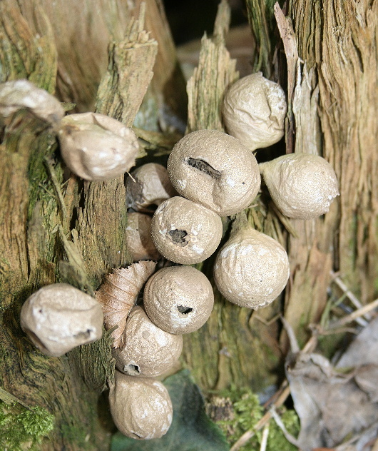 prášnica hruškovitá Lycoperdon pyriforme Schaeff.