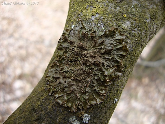 diskovka Melanohalea exasperatula (Nyl.) O. Blanco, A. Crespo, Divakar, Essl., D. Hawksw. & Lumbsch