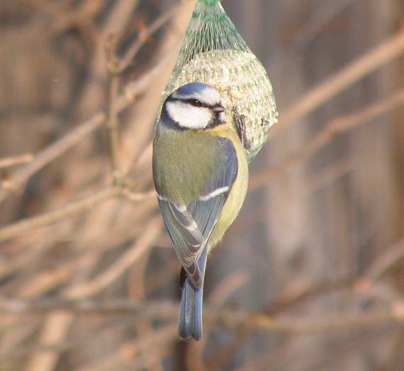 sýkorka belasá  Parus caeruleus