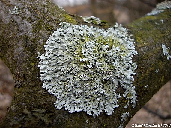 fyscia hviezdovitá Physcia stellaris (L.) Nyl.