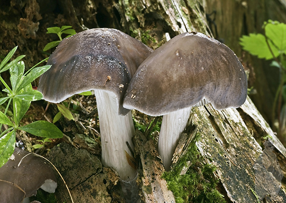 štítovka  Pluteus sp.