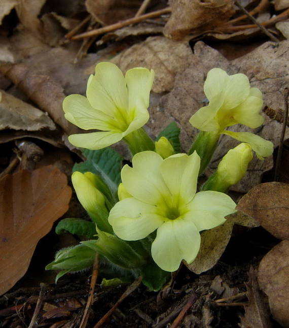 prvosienka bezbyľová Primula acaulis (L.) L.