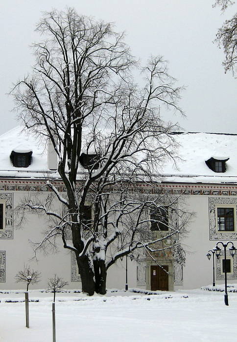 lipa veľkolistá Tilia platyphyllos  Scop.