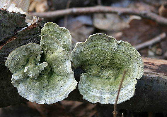 trúdnikovec pestrý Trametes versicolor (L.) Lloyd