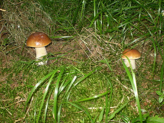 hríb smrekový Boletus edulis Bull.