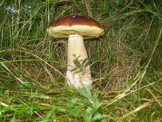 hríb smrekový Boletus edulis Bull.