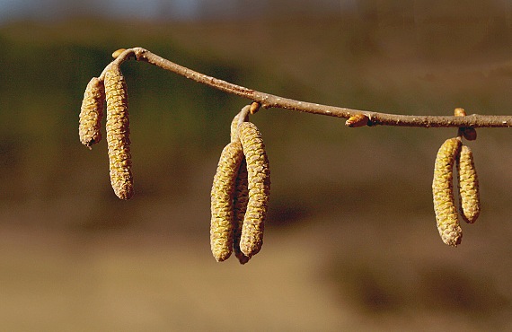 lieska obyčajná Corylus avellana L.