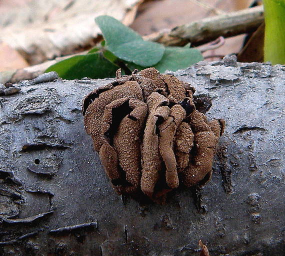 dutinovka otrubnatá Encoelia furfuracea (Roth) P. Karst.