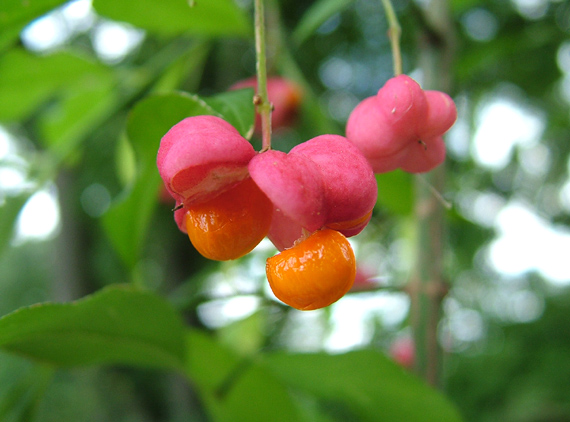 brslen evropský  Euonymus europaea L.