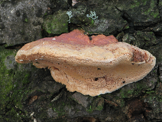 hlinovec červenkastý Hapalopilus rutilans (Pers.) Murrill