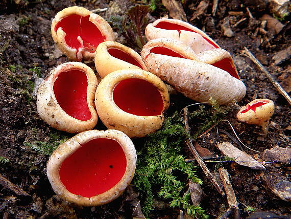 ohnivec šarlátový Sarcoscypha coccinea (Gray) Boud.