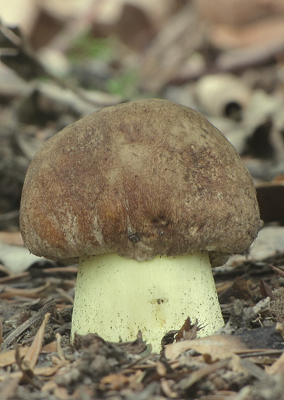 hríb príveskatý Butyriboletus appendiculatus (Schaeff. ex Fr.) Secr.