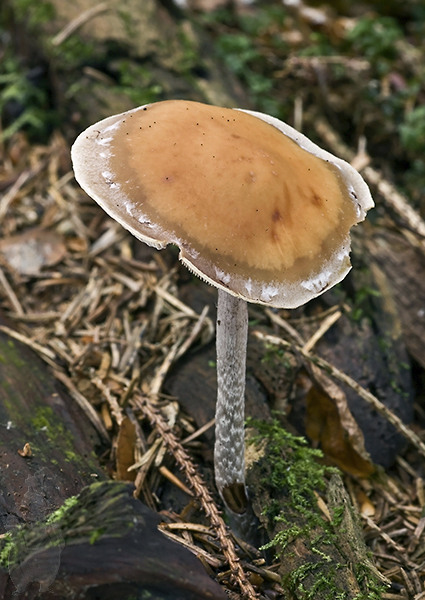 strapcovka vláknitohlúbiková Hypholoma marginatum J. Schröt.