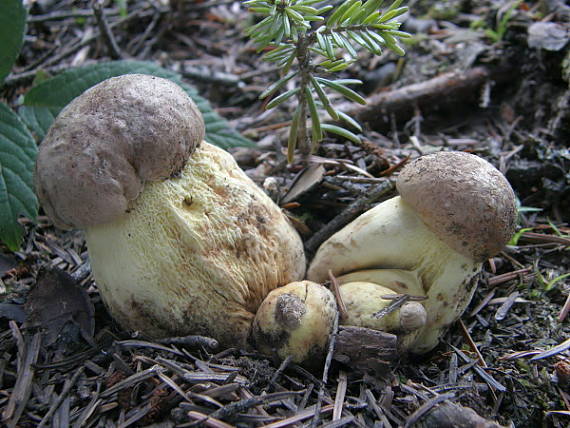 hríb horský Butyriboletus subappendiculatus (Dermek, Lazebn. & J. Veselský) D. Arora & J.L. Frank