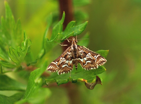 vijačka písmenková Diasemia reticularis