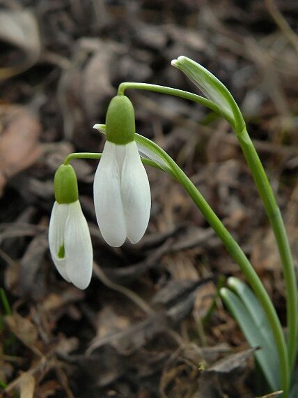 snežienka jarná Galanthus nivalis L.