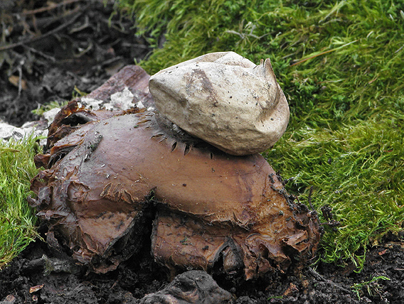 hviezdovka trojitá Geastrum triplex Jungh.