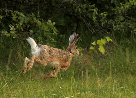 zajac poľný Lepus europaeus