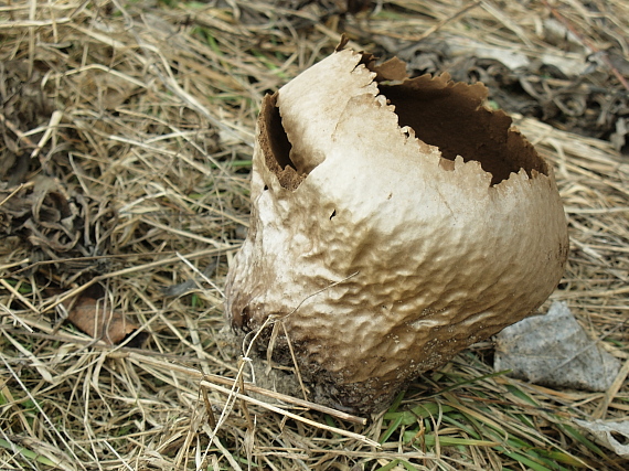 rozpadavec dlabaný Lycoperdon utriforme Bull.