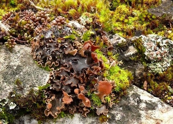 štítnatec červenkastý Peltigera rufescens (Weis.) Humb.