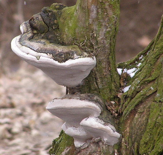 ohňovec obyčajný-ohňovec obecný Phellinus igniarius (L.) Quél.