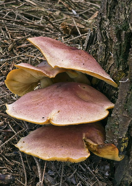 čírovec červenožltý Tricholomopsis rutilans (Schaeff.) Singer