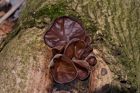 boltcovitka ucho Jidášovo Auricularia auricula-judae (Bull.) Quél.