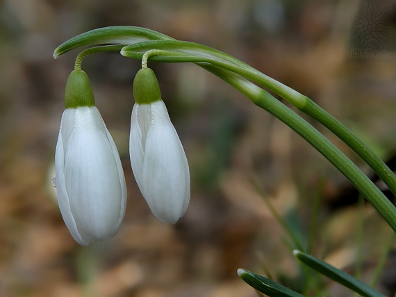 snežienka jarná Galanthus nivalis L.