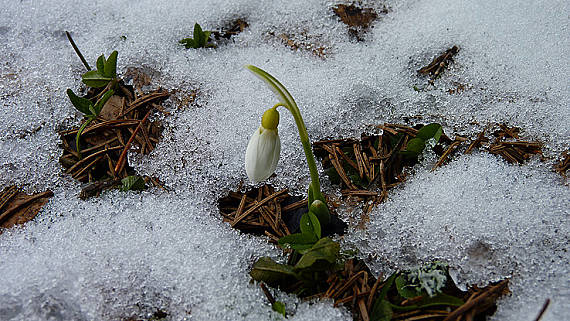 snežienka jarná Galanthus nivalis L.