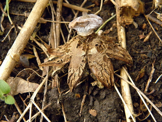 hviezdovka golierikovitá Geastrum striatum DC.