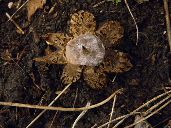 hviezdovka golierikovitá Geastrum striatum DC.