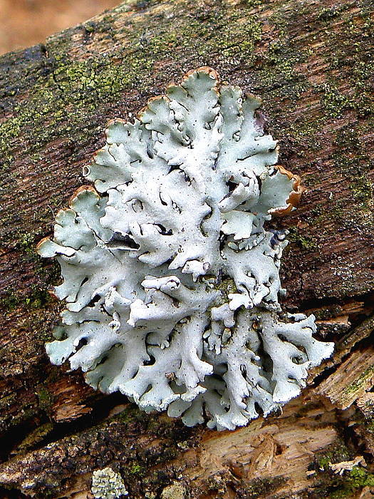 diskovka bublinatá Hypogymnia physodes (L.) Nyl.