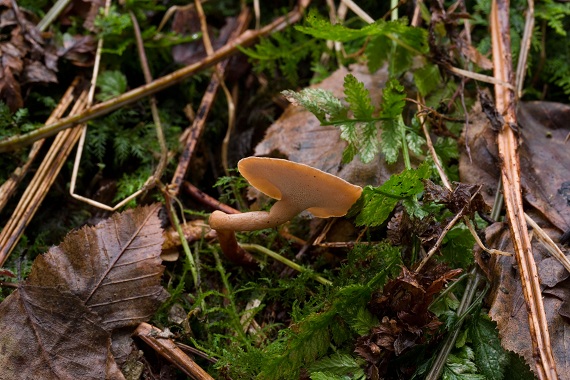 choroš zimní Lentinus substrictus (Bolton) Zmitr. & Kovalenko