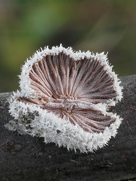 klanolupeňovka obyčajná Schizophyllum commune Fr.