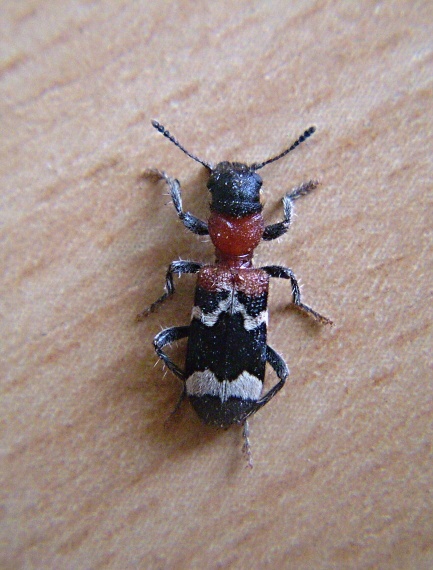 pestroš mravcový   /   Pestrokrovečník mravenčí  Thanasimus formicarius
