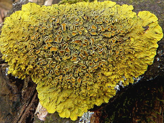 diskovník múrový Xanthoria parietina var. parietina