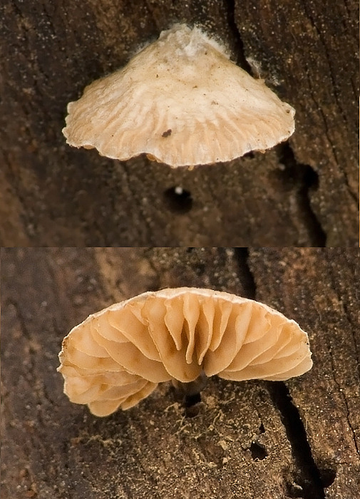 pahliva Cesatiho Crepidotus cesatii (Rabenh.) Sacc.