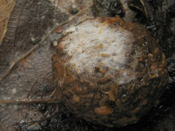 nižšie huby Deuteromycota gr.