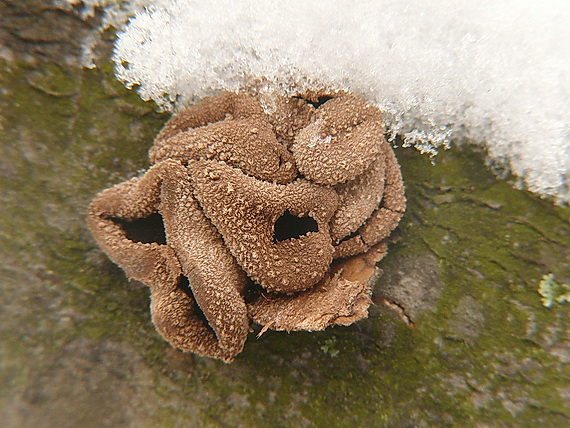 dutinovka otrubnatá Encoelia furfuracea (Roth) P. Karst.